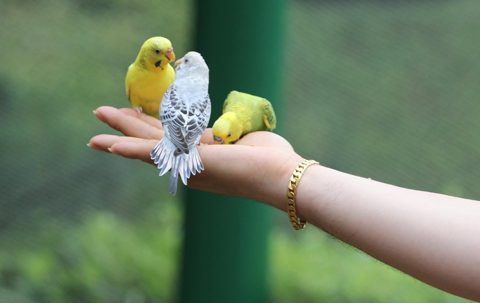 Những con vẹt xinh xắn đậu trên tay du khách ở Hàn Quốc